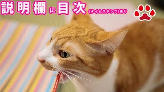 皆で踊った日　2021.3.5　みゃうの猫日記(説明欄に時間有)  【Miaou みゃう】