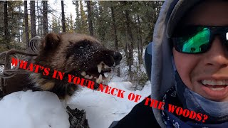 Alaska Wolverine and Wolf Trapping 2023 (Episode 13) Last Wolverine!