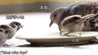 雨が多いランチタイムです