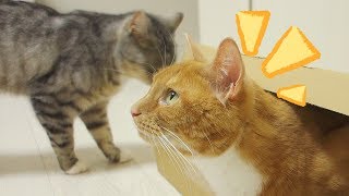 猫が箱で寛いでいた。妹猫はそれが真似したくて仕方ないらしい【猫 おもしろ】