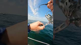 Catching Fast Saltwater Fish Using Spinning Rod and Spinning Reel!