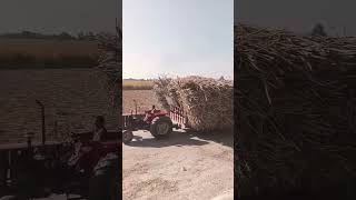 وزن گنا ایک بار دیکھیں  #shorts #viral #trending #shortvideo #youtu