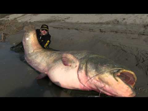 صياد بارع يقوم باصطياد أكبر سمكة قرموط في العالم ! شاهد الفيديو !