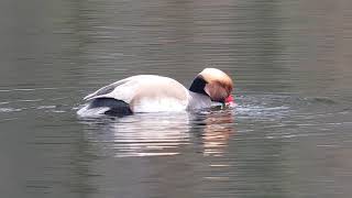 Smew, goosander and red-crested pochard in the Netherlands, bird watching with Limosa