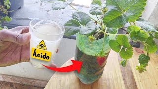 Coloque esse Adubo nas suas plantas ENRAIZADOR POTENTE