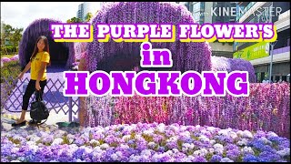 THE PURPLE FLOWERS IN NORTH HARBOUR HONGKONG