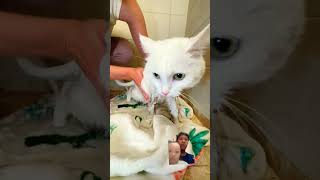 pantesan kucing nya bagus #кошкасофа #смешныеживотные #cute ##youtubeshorts #like #cat #kucing