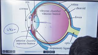 EYE part - 01  [ Anatomy \u0026 physiology ]