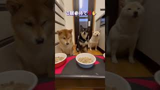 【3匹の柴犬 夕飯ウマウマ】今日は暑すぎて昼からみんなでお昼寝😪でもご飯はもりもり食べました😋夏バテ知らず🤪#柴犬  #しばいぬ ＃りーまーるー