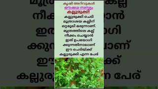 കൃഷി അറിവുകൾ | Kallurukki Benefits #farming #shorts