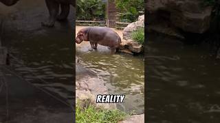 This Is Why Hippos Spread Their Poop Around!