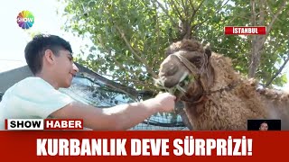 Kurbanlık deve sürprizi!