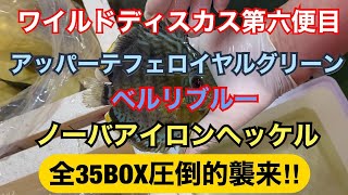 【ワイルドディスカス第六便】王道アッパーテフェ、ベルリブルー、ノーバアイロンヘッケル、全35BOX襲来‼︎