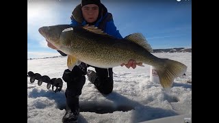 Ridiculous Last Mountain Lake Walleye (Flasher Cam)