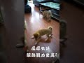 柴犬捕猎有多凶悍？看到捕食的样子就能知道，主人这样训练柴犬召回和反应力