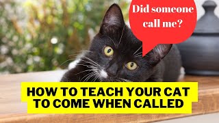 How to Teach Your Cat to Come When Called | Cat Training #cattraining / Cat Grooming