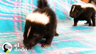 El increíble crecimiento de zorrillos bebés | El Dodo