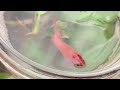 【ベタ飼育】編集のおかげで魚とただイチャこらするだけの動画へ すんません …