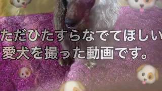 ただひたすら撫でて欲しい愛犬を撮った動画です♡