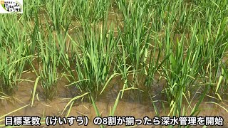 【倒伏予防】稲に良い深水栽培