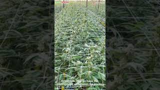 SCROG Cannabis Cultivation Guide