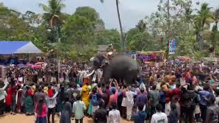 കൊല്ലം ഉമയനല്ലൂർ ബാലസുബ്രമണ്യ ക്ഷേത്രത്തില  ചരിത്ര പ്രസിദ്ധമായ ആനവാൽ പിടി .