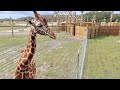 The ALL NEW Wild Florida Safari Drive Thru Park - Opening Day First Look / Feeding Giraffe & MORE