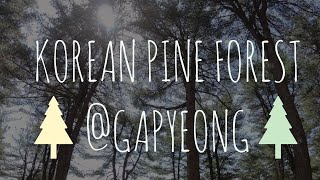 Korean Pine Forest @Gapyeong | 가평 잣향기푸른숲 힐링 트레킹