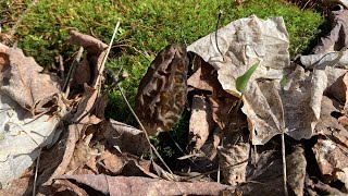 Morel Mushroom Hunting Forage And Cook (Dry Land Fishing) Da Gilly Boyz Episode 4