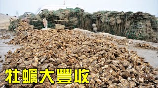 [Collection of Fierce Goods] Oyster Harvest! A boat can't fit  Xiaoyu is very happy! Fish small fai