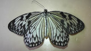 ИЗ МИРА: 79. Ideopsis juventa