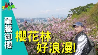 【走跳台灣】#37 北部賞櫻秘境 | 櫻花與台北101可以同時入鏡的唯一地點 | 賞櫻要趁早