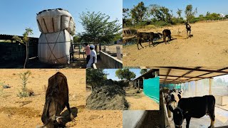 મગફળી ની ગાડી આવી Kankrej cow Banaskantha