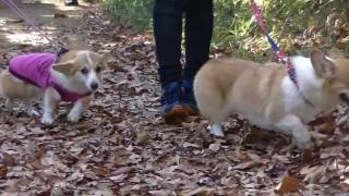 パールっ子一歳のお誕生会公園散歩編