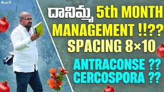 దానిమ్మ  5th month Management!? Spacing 8×10 Antraconse? Cercospora?#pomogranate #agriculture