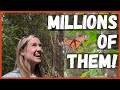 How to see Butterfly Migration Mexico, Visit Millions of Monarch Butterflies in Their Winter Home