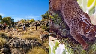 Experts Discover New Species Of Marsupial LION In Outback Australia