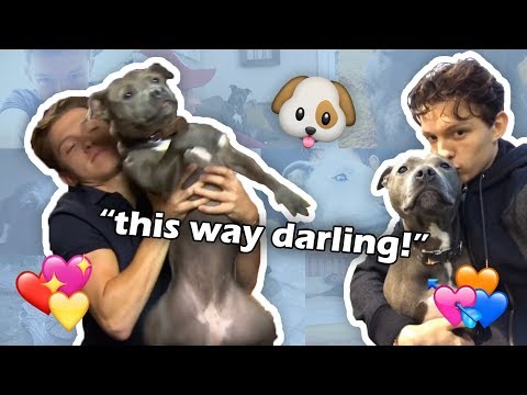 Tom Holland and his dog Tessa Compilation