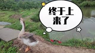 见过会挑水浇菜的鹅吗？#大鹅 #人与动物和谐共处