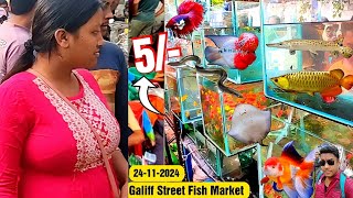 Recent Aquarium Fish Price Update | Galiff street Fish Market | Galiff Street new video 24-11-2024