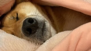 ドッグラン行った日の柴犬のいびきASMR。