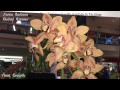 Westminster Mall   Orchid Show 2017  Part 4. Sales: Kawamoto, SVO