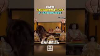 凭实力抢镜 日本猫咪端坐在女儿节人偶中 还一直盯着摄像头摇尾巴#shorts