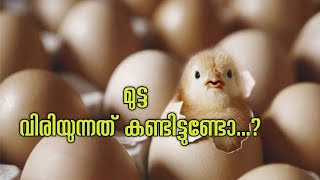 🐣കോഴിക്കുഞ്ഞ് വിരിയുന്നത് കണ്ടിട്ടുണ്ടോ…? |chicken hatching |