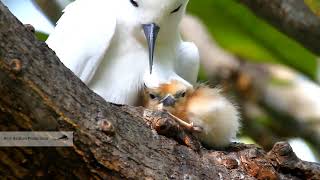 Fairy tern, Probably the cutest chick in the world الخرشنة परी टर्नシロアジサシ