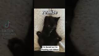 A kitten realizes that it has four paws #shorts #cat #funnyvideo #shortfeeds