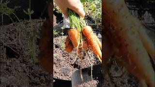 #Garden #harvest with #carrots! 🥕 | September 14, 2024 | Connecticut #zone6b #organicgardening