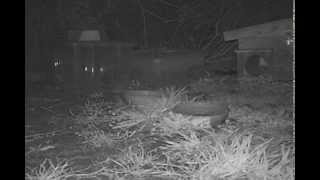 JANET GYFORD, Witham, Essex, Our first hedgehog of 2015.