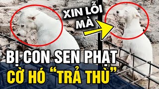 Bị con sen phạt, cờ hó có pha 'GIẬN DỖI' khiến cô gái KHÓC HẾT NƯỚC MẮT | Tin 3 Phút