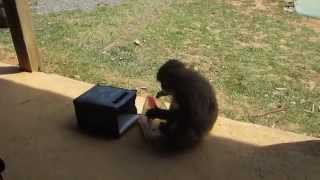 Japanese Macaques are stealing our lunchbox (обезьяна-воровка)